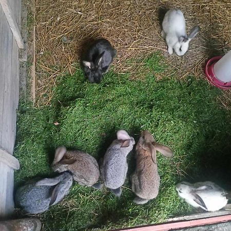 Malinowy Gaj - Agroturystyka Z Alpakami I Innymi Zwierzetami Swietajno (Szczytno) Exterior foto