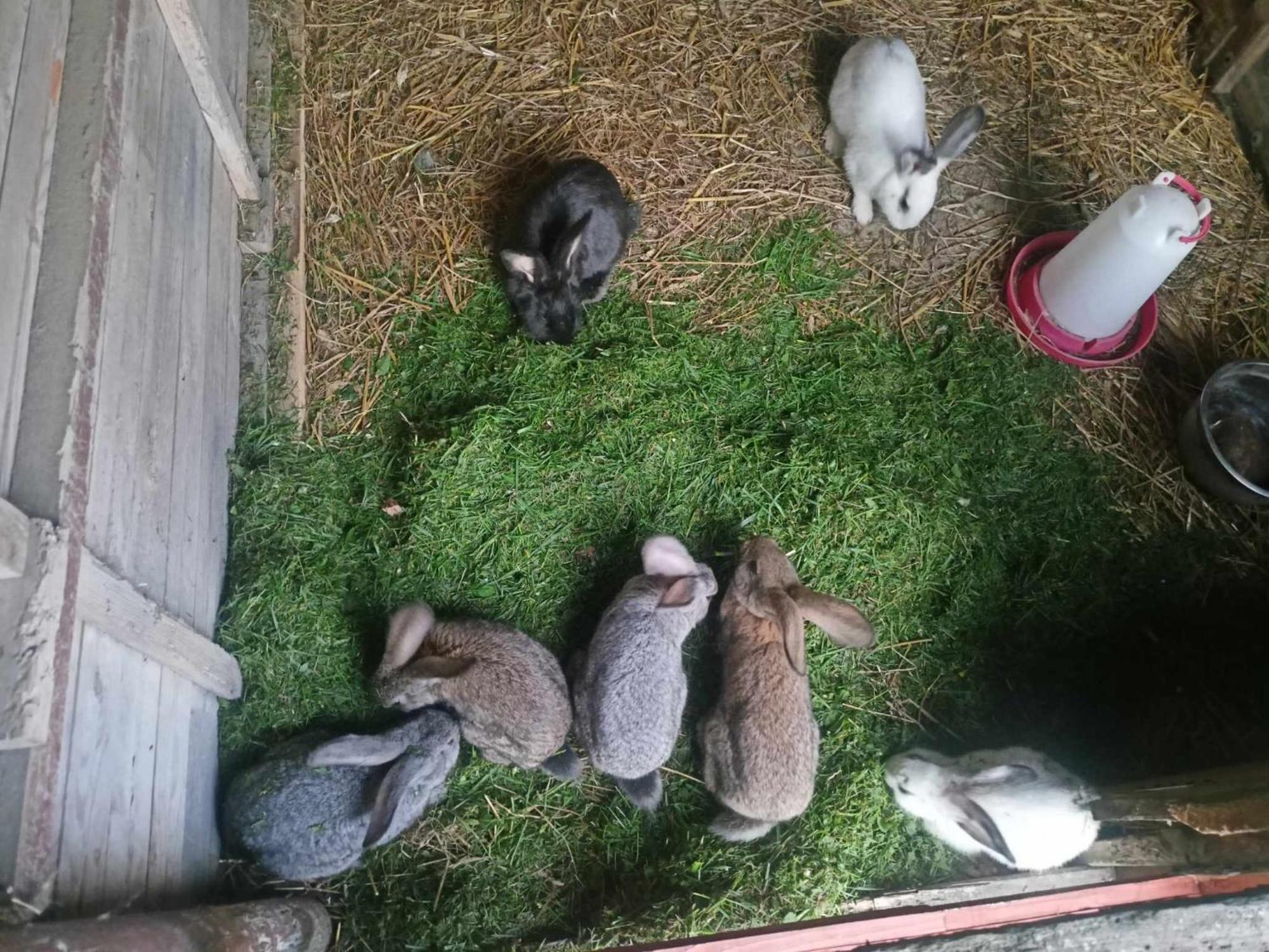 Malinowy Gaj - Agroturystyka Z Alpakami I Innymi Zwierzetami Swietajno (Szczytno) Exterior foto