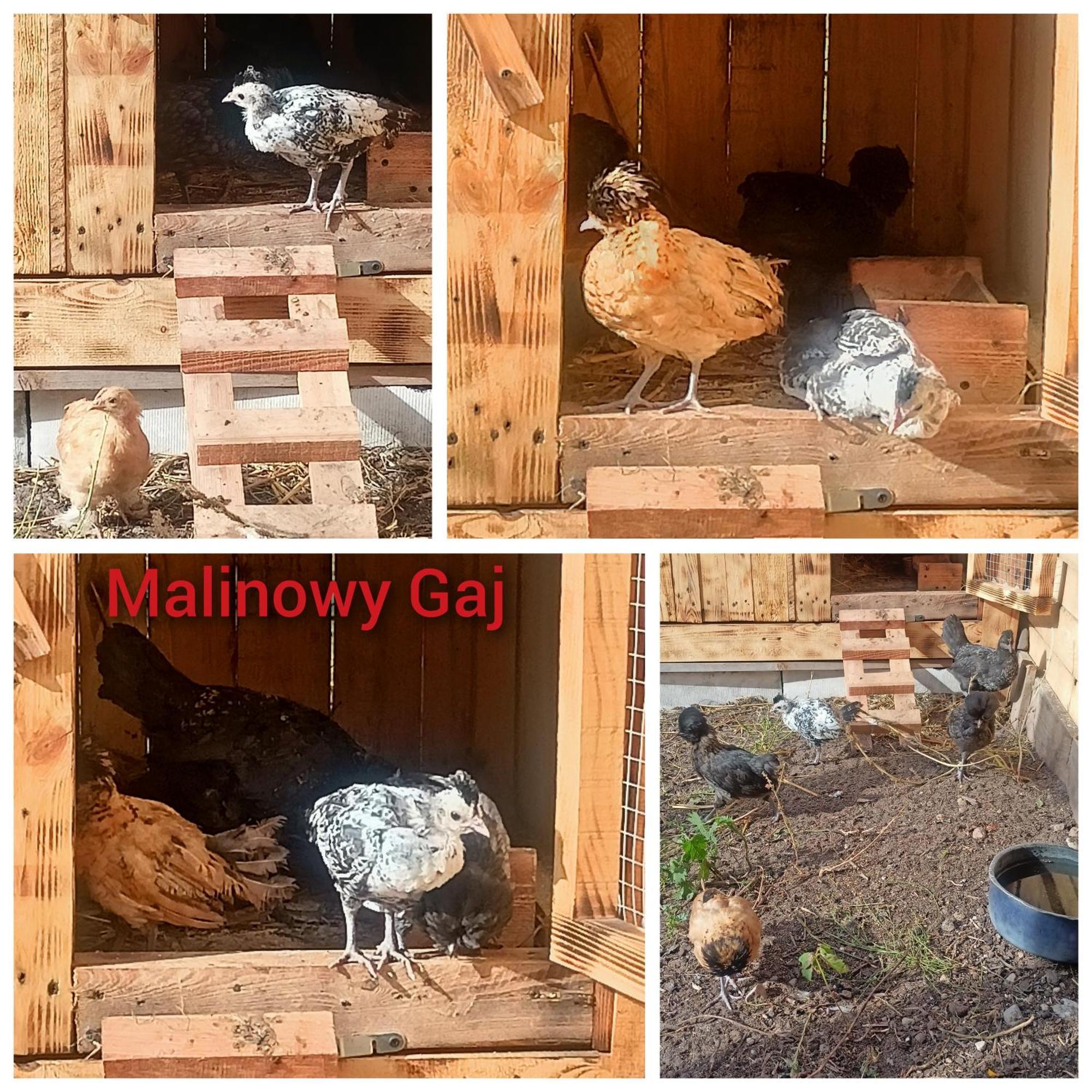 Malinowy Gaj - Agroturystyka Z Alpakami I Innymi Zwierzetami Swietajno (Szczytno) Exterior foto